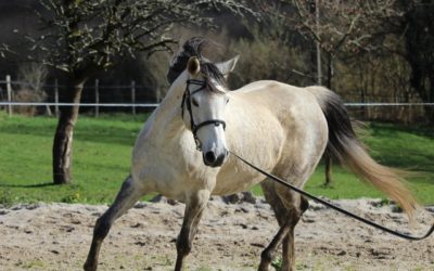 September 2020: Training for Arabian horses specialists